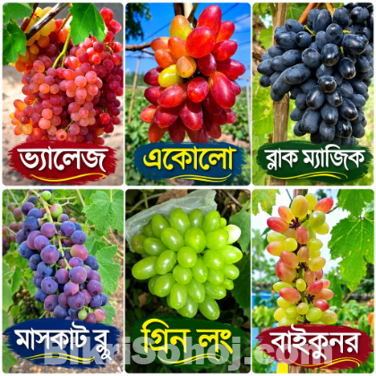 বিদেশি আংগুর চারা